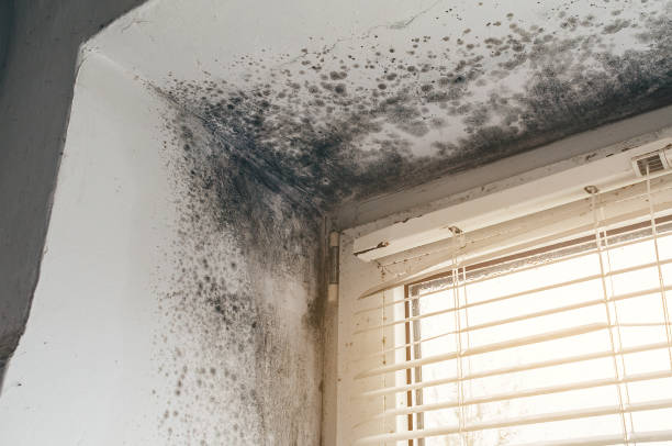 Affordable Crawl Space Mold Removal solutions in Lindenhurst, IL